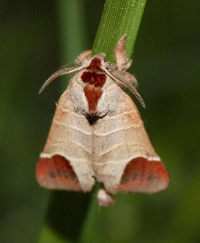 Réf. 239 499 : Clostera curtula